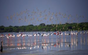 Al Zorah Nature Reserve Ajman by Tripjohn