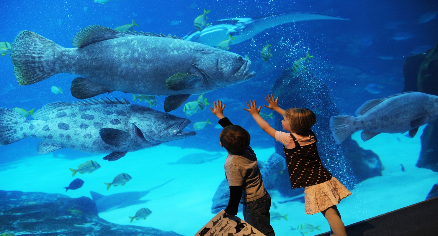 Exploring Dubai’s Exotic Marine Life on Eid