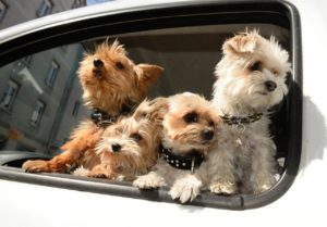 Pets in Dubai Rental Cars